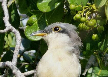Top 11 Birds That Outsmart Predators Daily