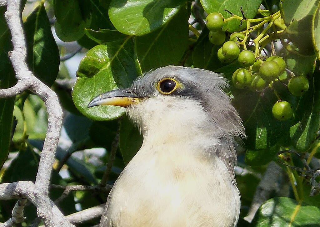 Mangrove Cuckoo. gailhampshire from Cradley, Malvern, U.K, CC BY 2.0 https://creativecommons.org/licenses/by/2.0, via Wikimedia Commons