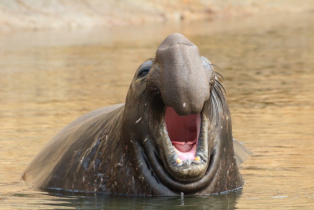 Northern Elephant Seal. Grendelkhan, CC BY-SA 4.0 https://creativecommons.org/licenses/by-sa/4.0, via Wikimedia Commons