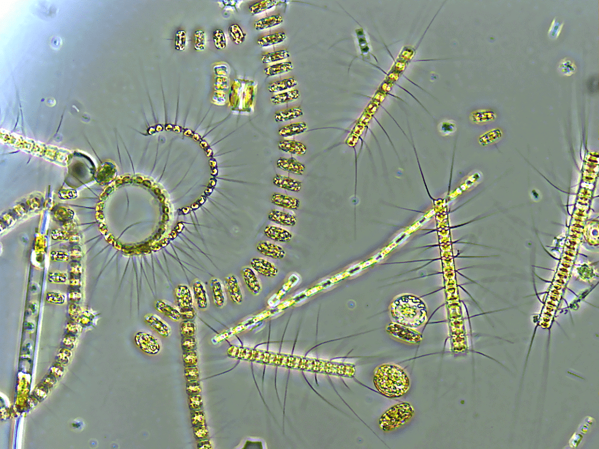 Mixed phytoplankton community