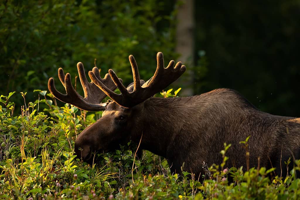 moose