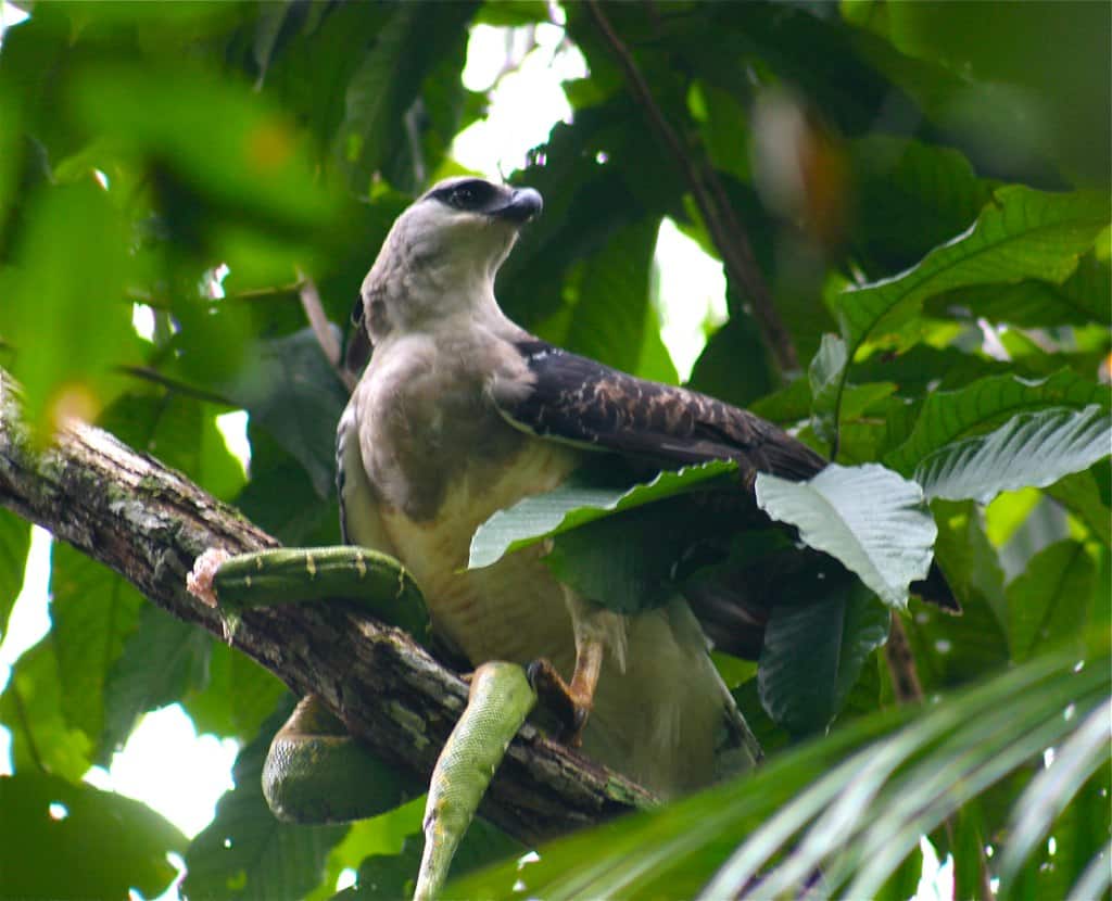 
More details
Crested Eagle (pale morph) eating a green snake, an emerald tree boa, which was too heavy for the bird to carry so the photographer was able to get right underneath the tree.