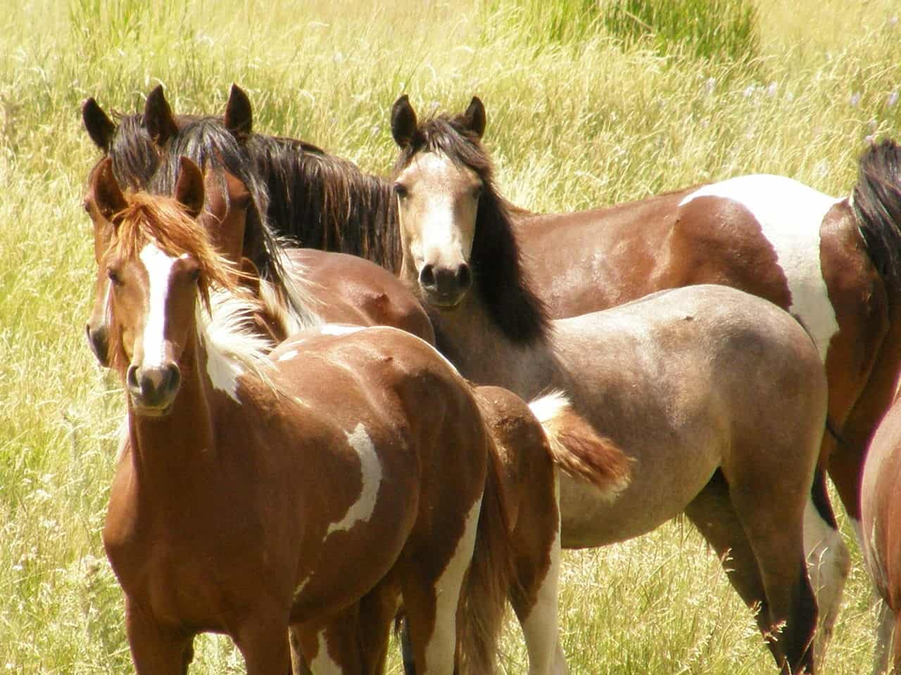 wild horses