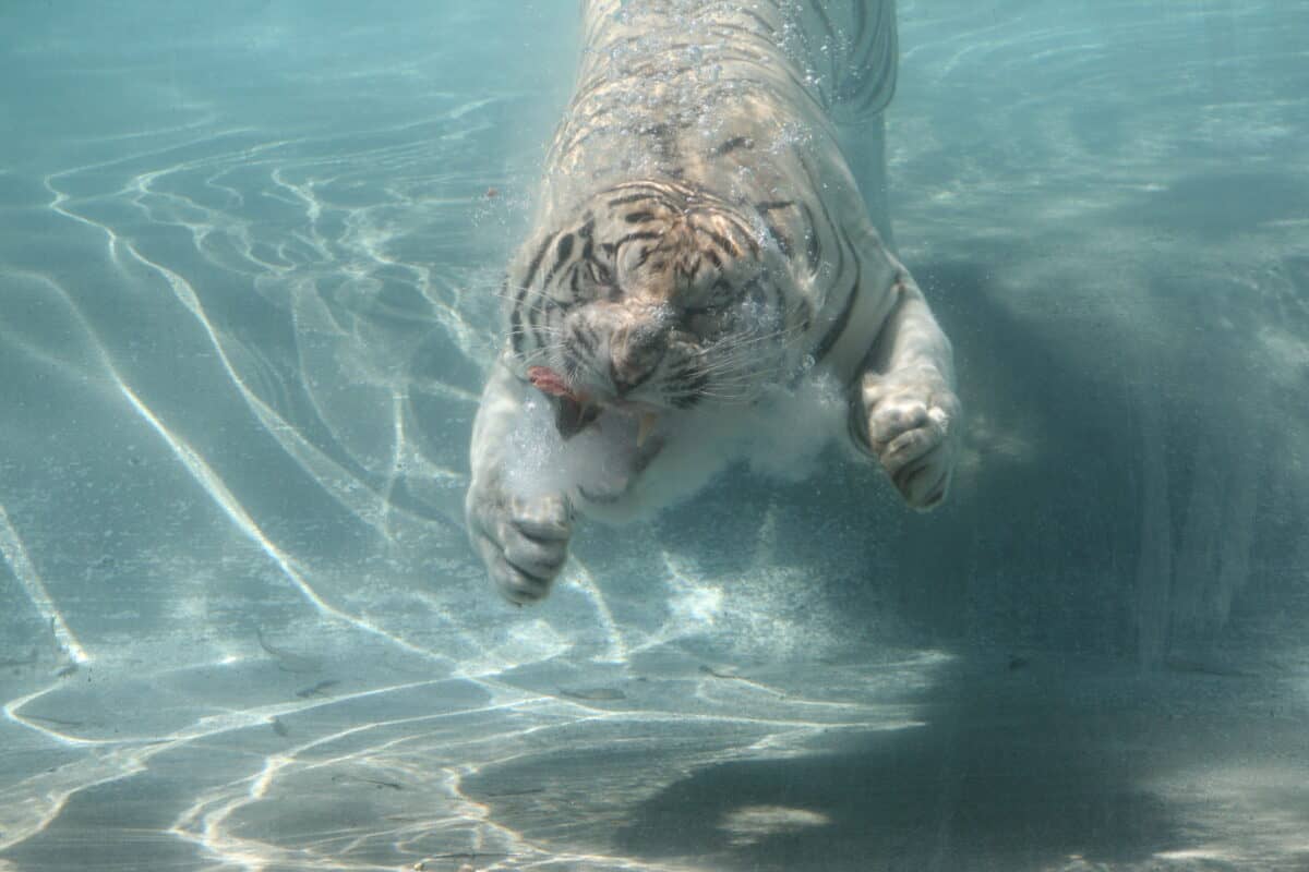 Tiger Swimming 