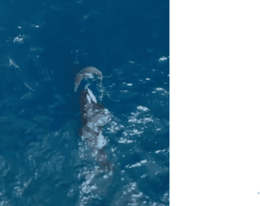 Orca Preying on Great White Shark