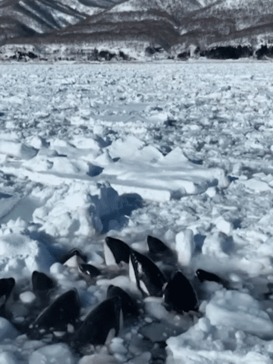 A Pod of Killer Whales are Trapped in Sea Ice in Japan