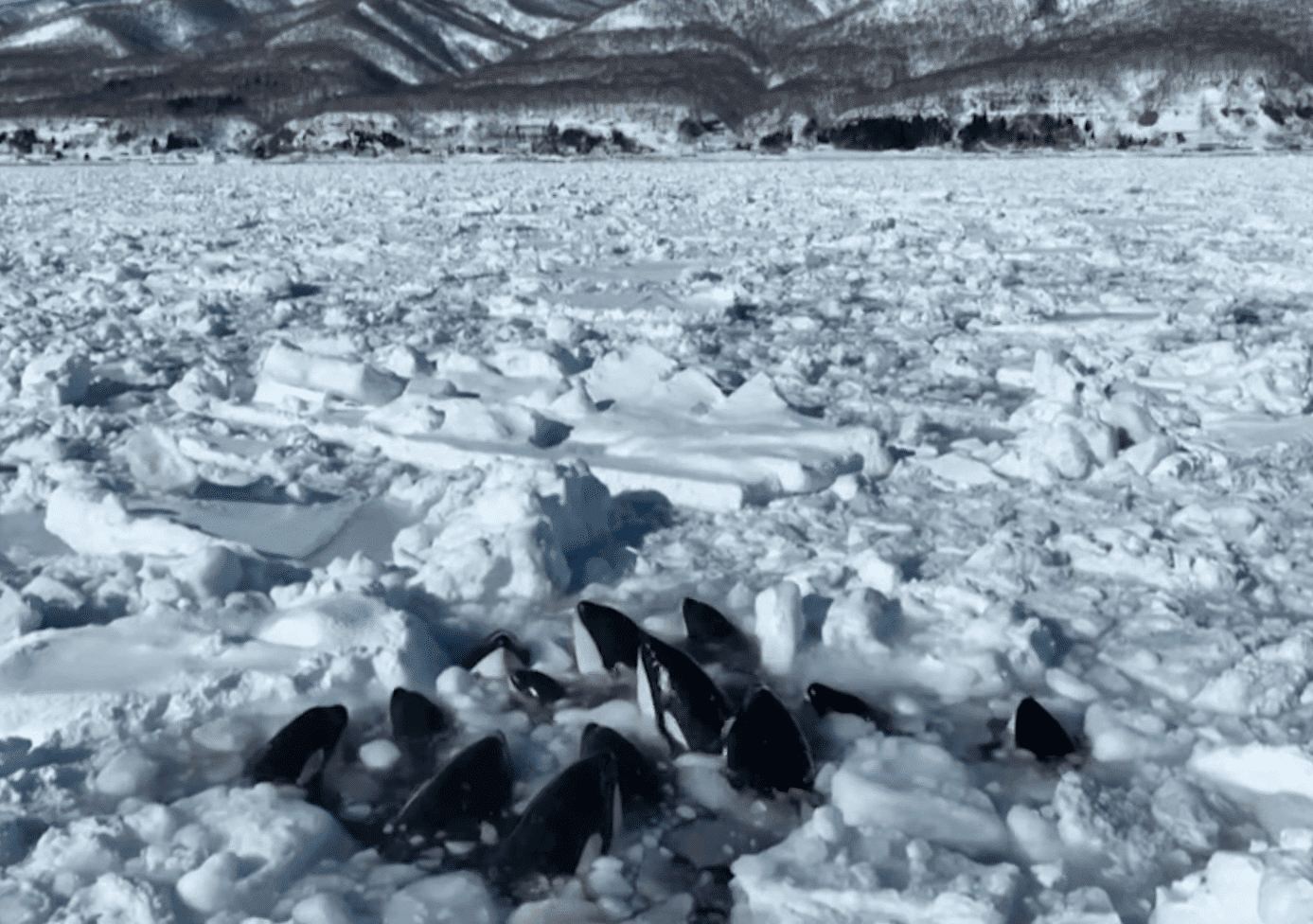 Orca trapped in ice