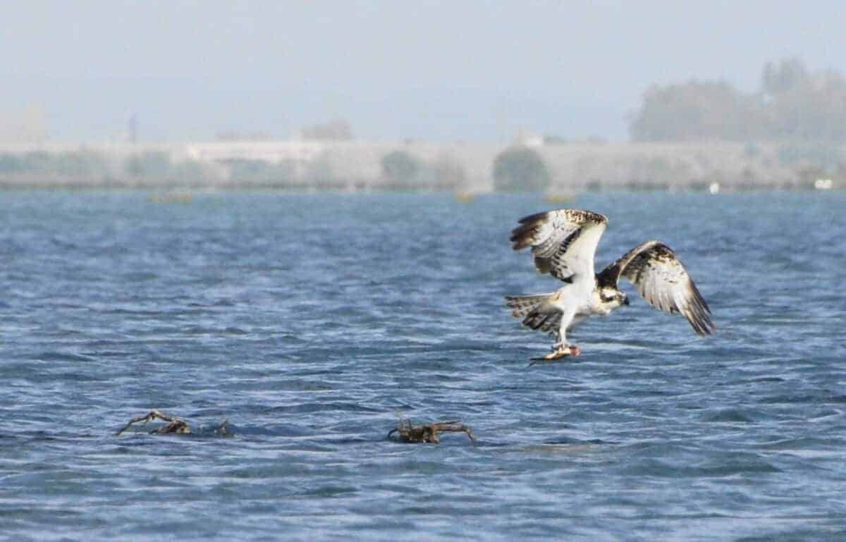 Osprey with a fish in its claws.