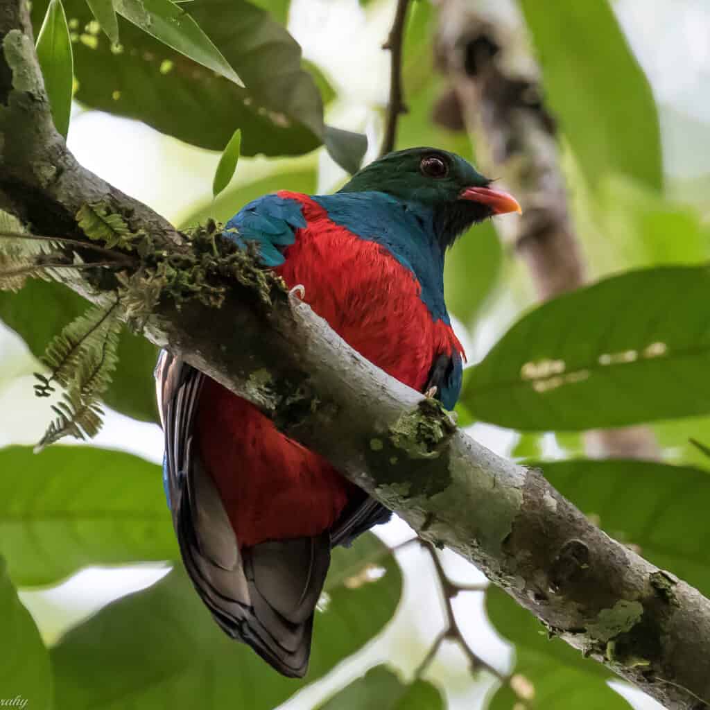 Bird Pavonine quetzal standing on a branch, whilst displaying its red belly.