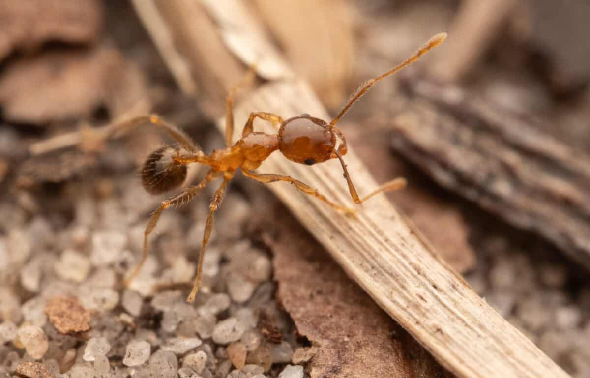 Big Headed Ant