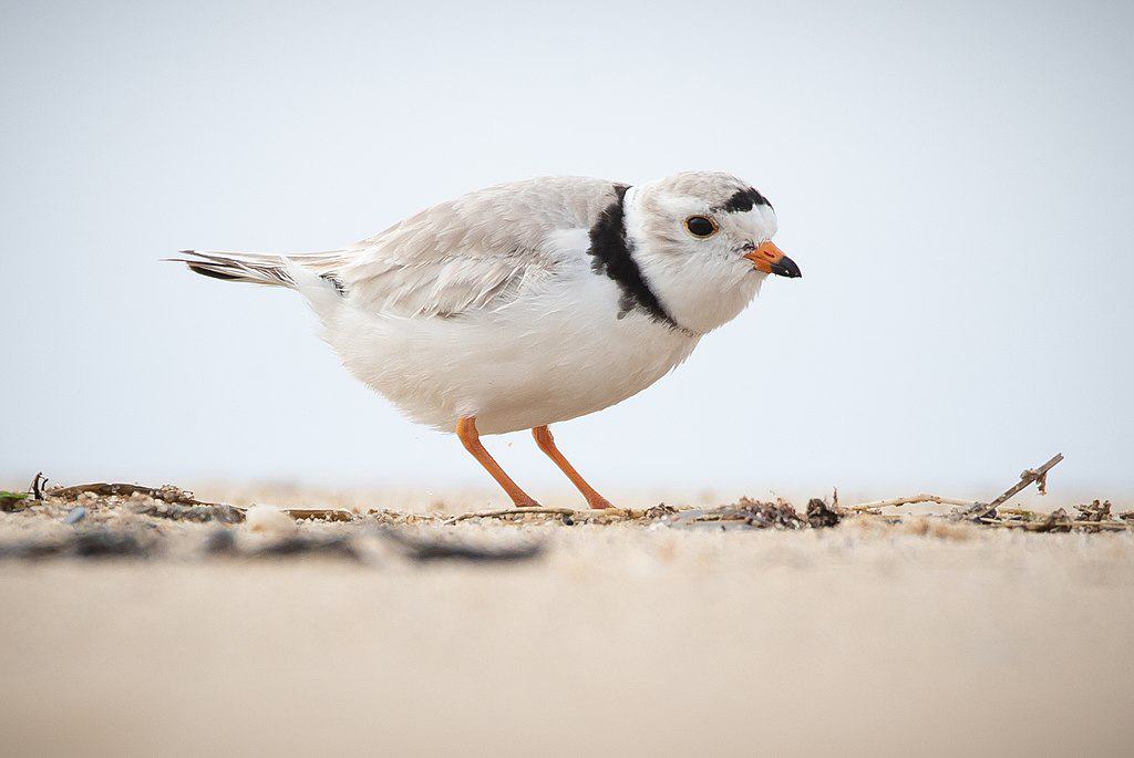 Piping Plover. Andy Witchger, CC BY 2.0 https://creativecommons.org/licenses/by/2.0, via Wikimedia Commons
