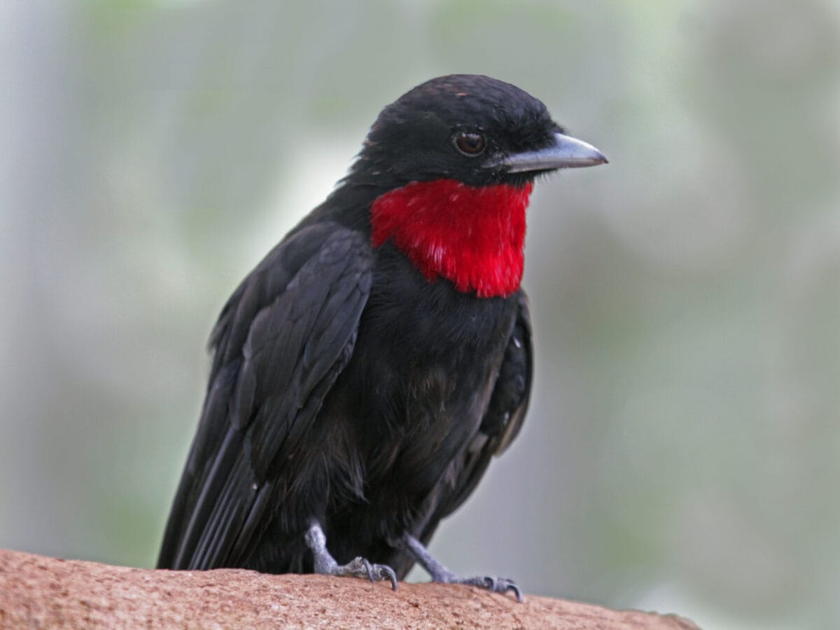 
More details
Purple-throated Fruitcrow (Querula purpurata) - National Aviary in Pittsburgh, Pennsylvania