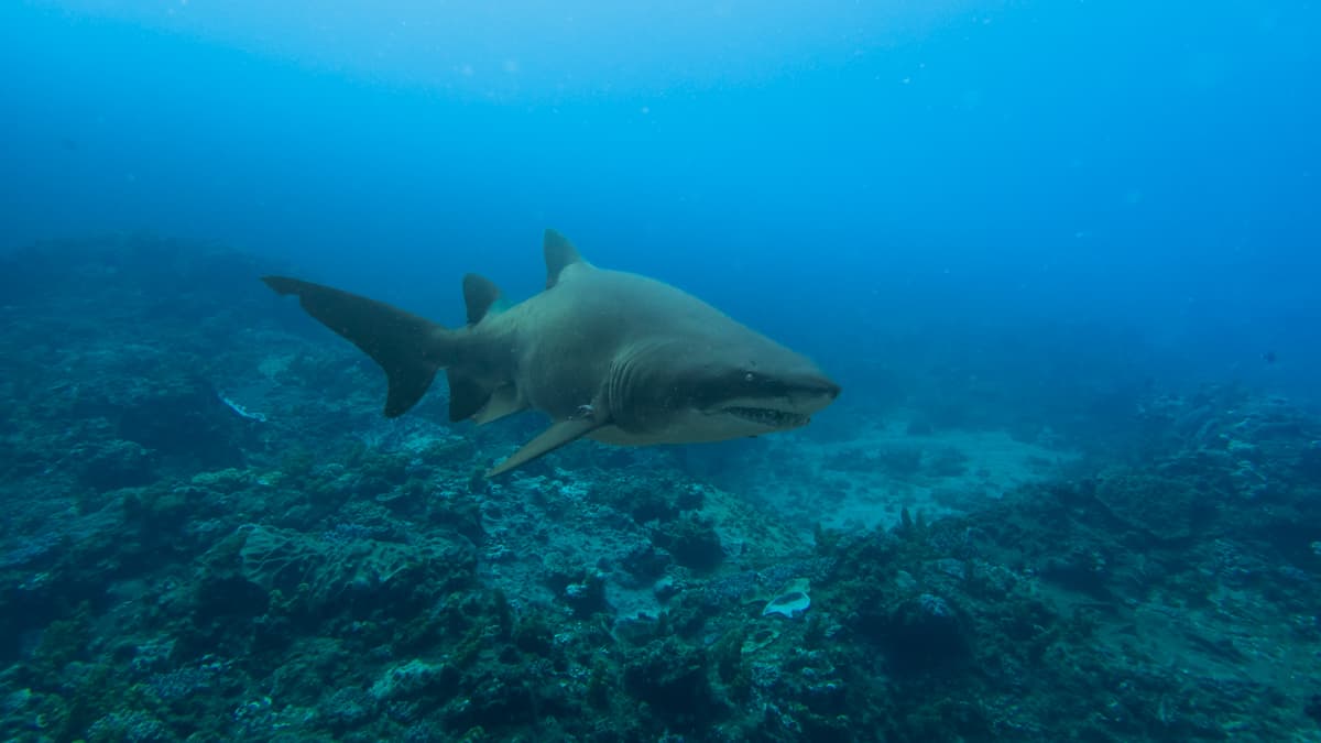 Ragged-tooth shark Sodwana Bay, South Africa. Image by Tara Panton