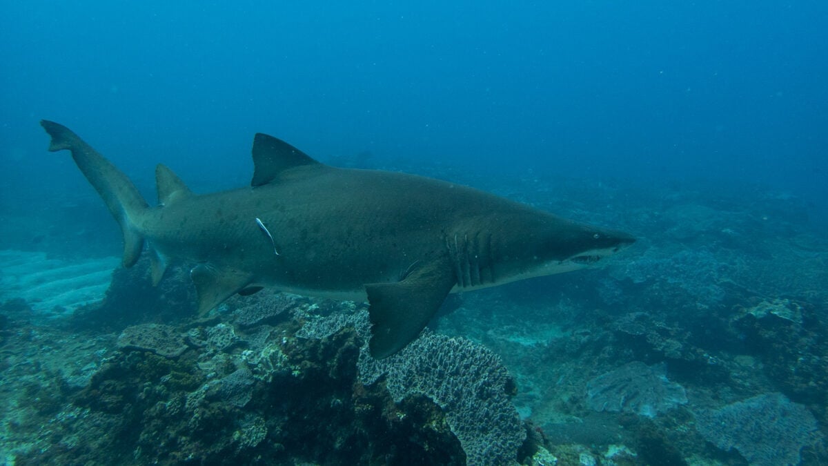 Ragged-tooth shark Sodwana Bay, South Africa. Image by Tara Panton