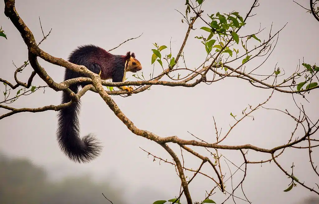 Malabar Giant Squirrel