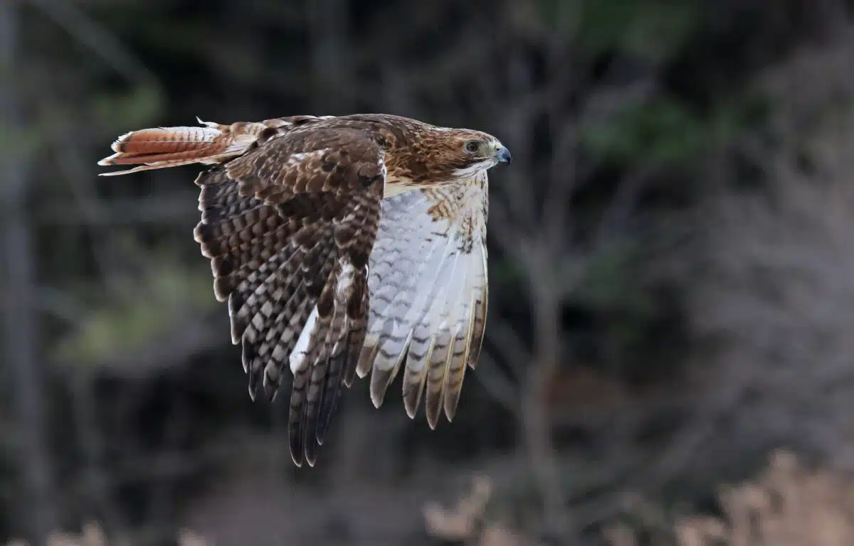 Red-tailed Hawk