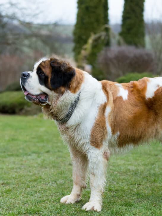 From Lassie to Beethoven: The Dogs That Shaped Pop Culture