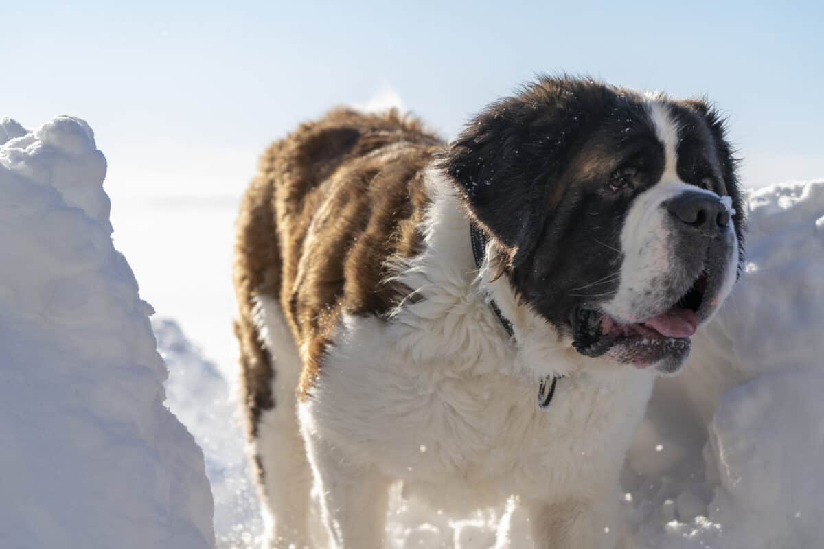 Saint Bernard