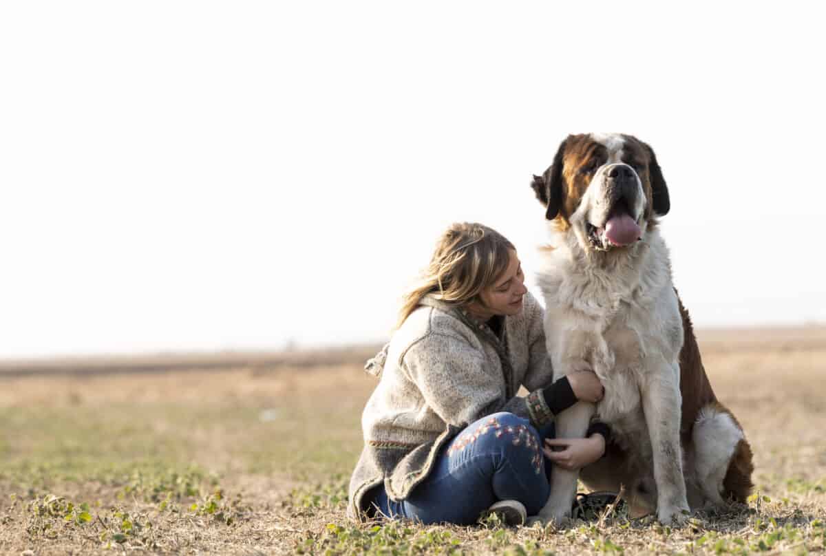 Saint Bernard