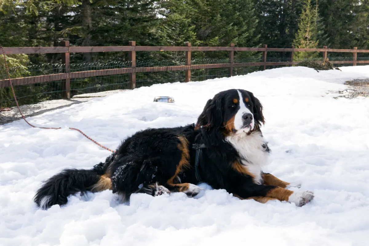 Saint Bernard