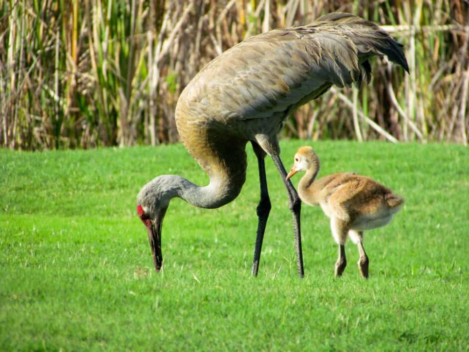 Sandhill Crane with chick. Kyletracysrs, CC BY-SA 3.0 https://creativecommons.org/licenses/by-sa/3.0, via Wikimedia Commons