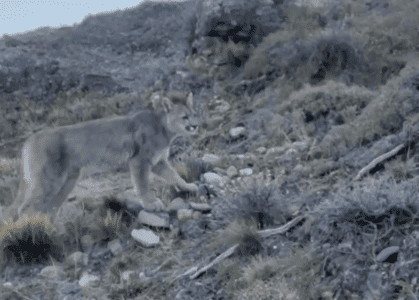 Photographer Gets Stalked by a Puma