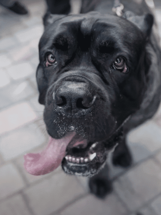 WATCH The Largest Cane Corso Ever Recorded