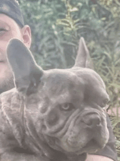 Encounter The Largest French bulldog Ever Recorded