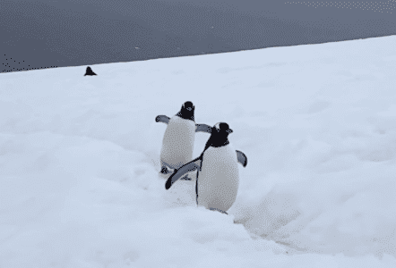 Unveiling the Mystery of Penguin Highways