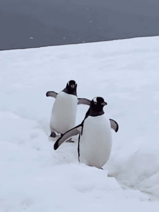 Unveiling the Mystery of Penguin Highways