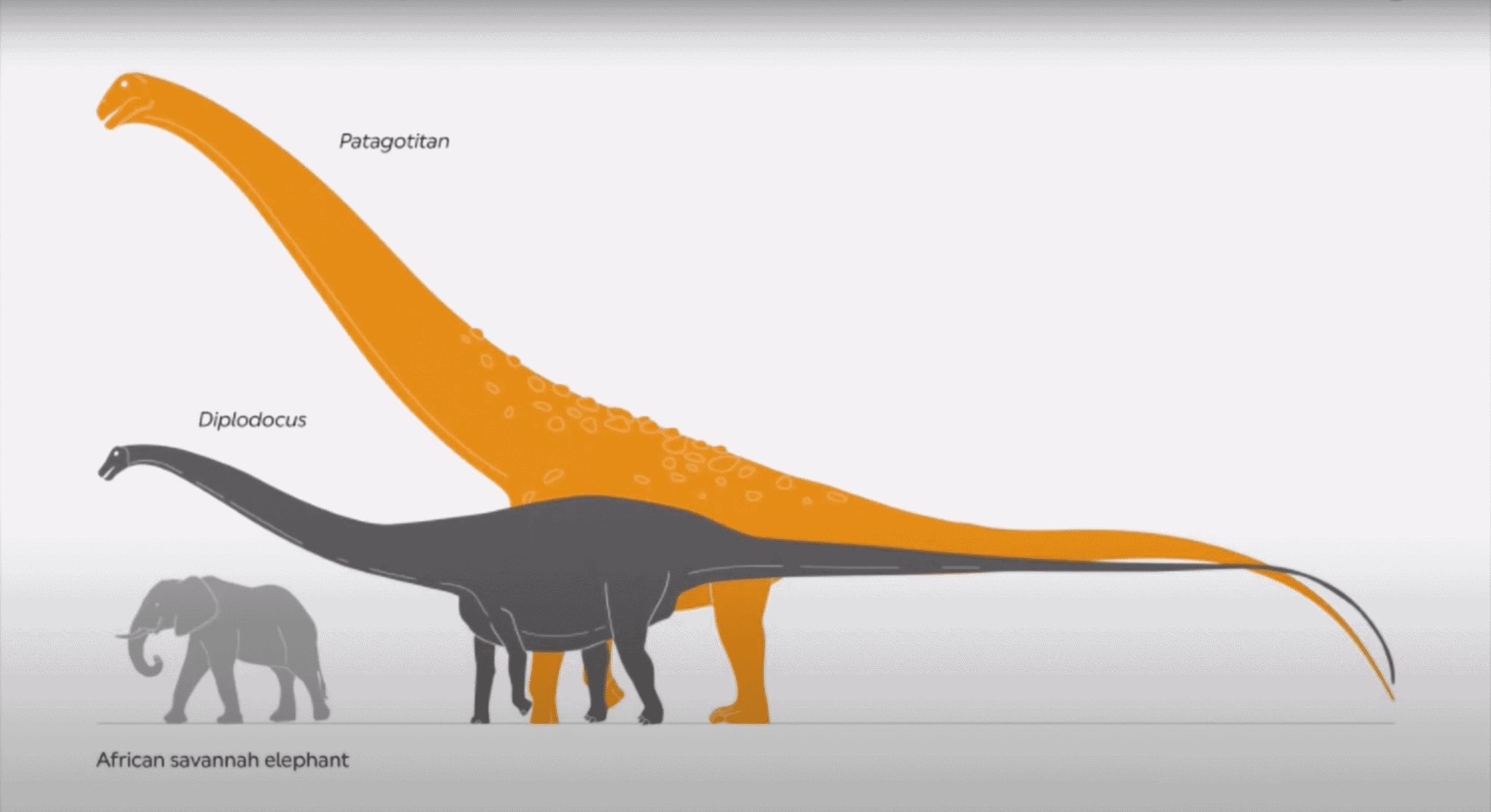 Watch The Largest Dinosaur To Ever Exist Animals Around The Globe