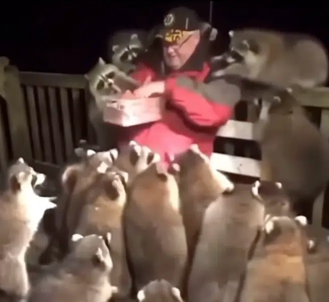 Man Befriends Racoons