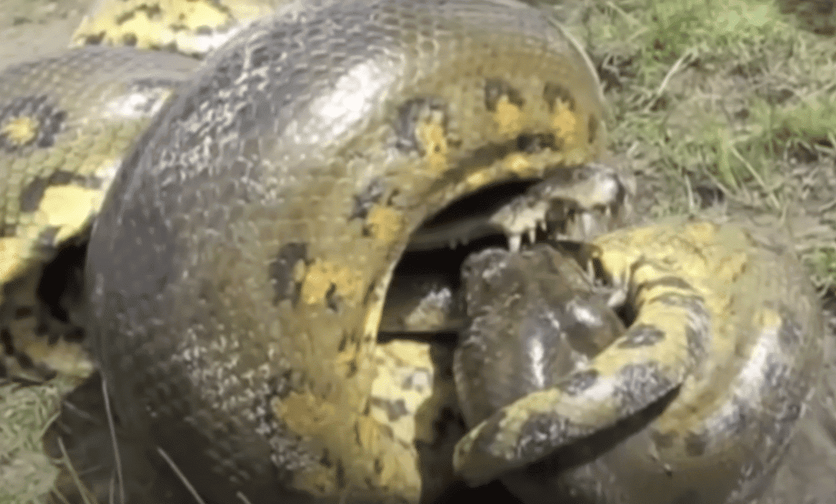 Watch: Python Swallows A Crocodile