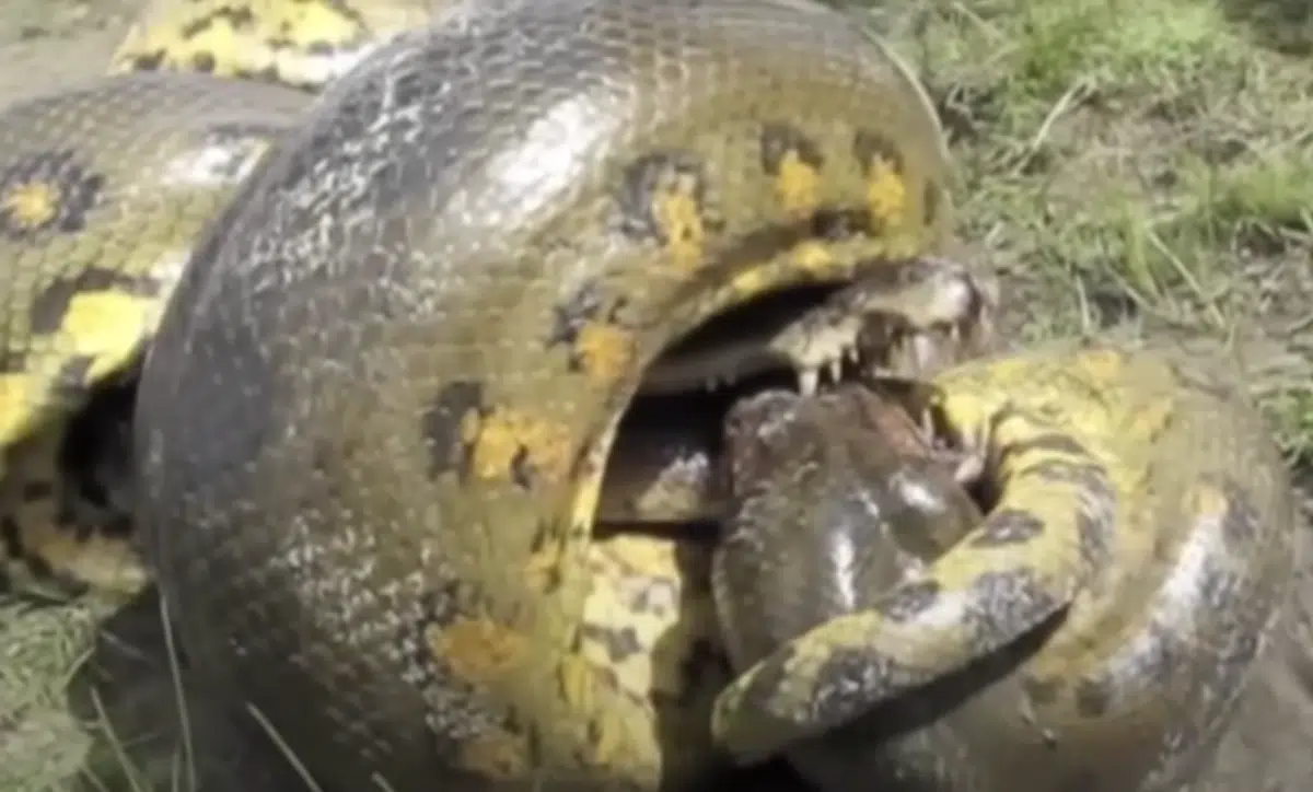 Watch: Python Swallows A Crocodile