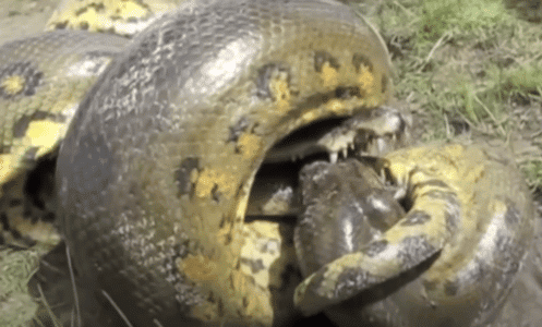 Watch: Python Swallows A Full-Grown Crocodile