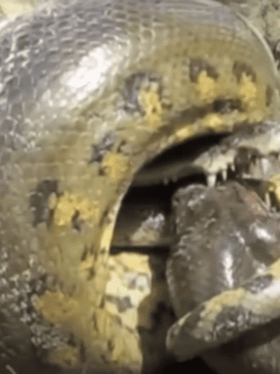 Python Swallows An Adult Crocodile