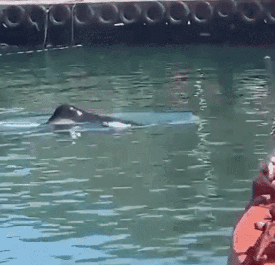 Watch: Killer Whale Spotted in False Bay