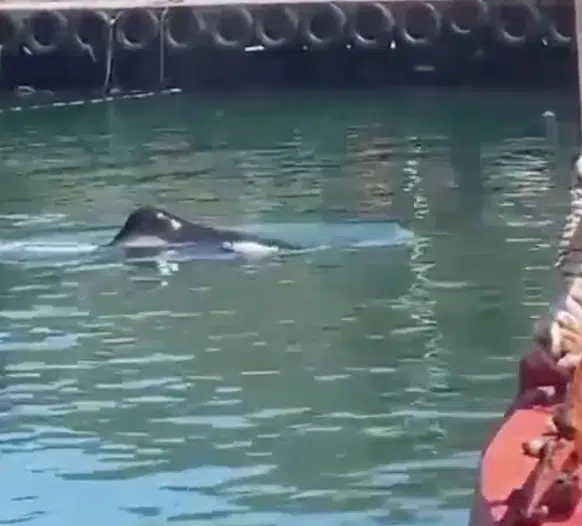 Watch: Killer Whale Spotted in False Bay