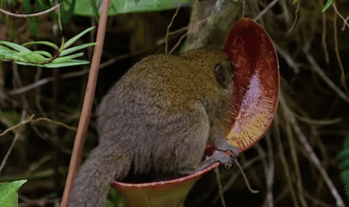 The Tree Shrews Is The Only Mammal With Their Own Toilet