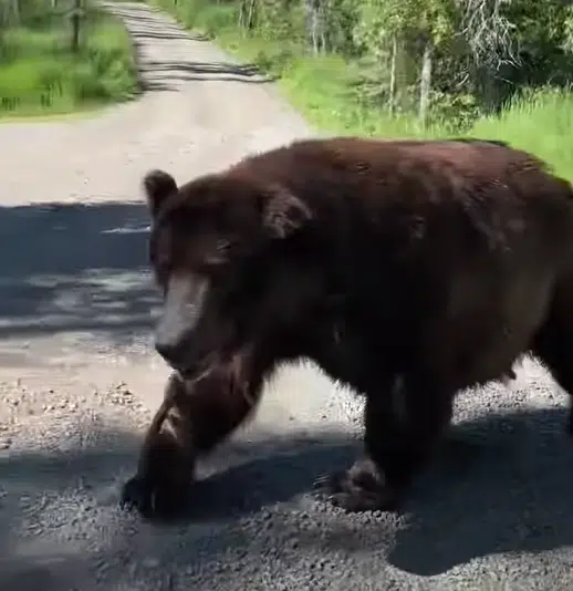 Watch: Bear Casually Walks Past Tourists in Alaska's Katmai National Park