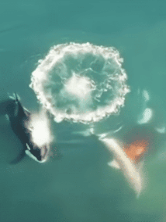 Watch Orcas Hunt Great Whites in South Africa on Video