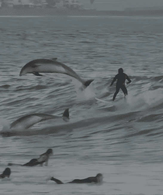 Dolphins Surf Waves With Surfers in Puerto Rico