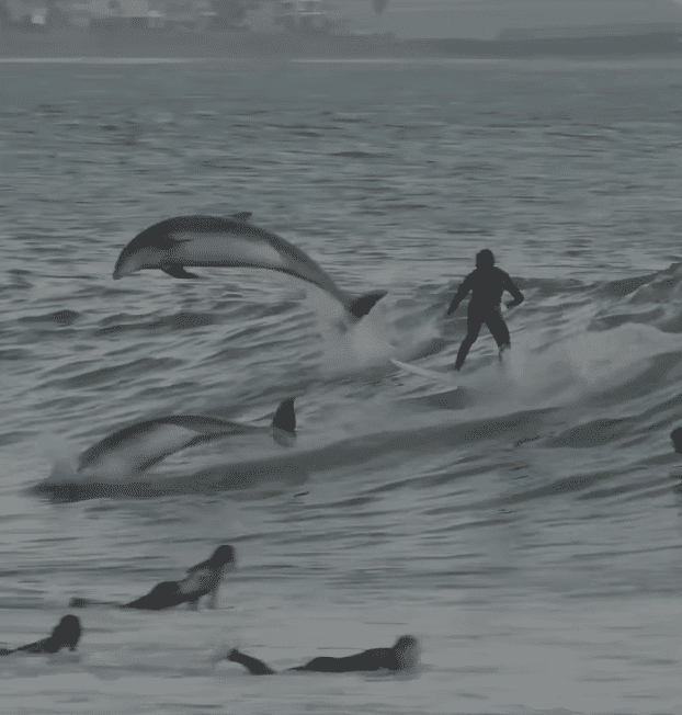 Watch: Dolphin Shares Waves With Surfers