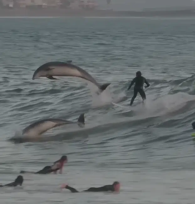 Watch: Dolphin Shares Waves With Surfers