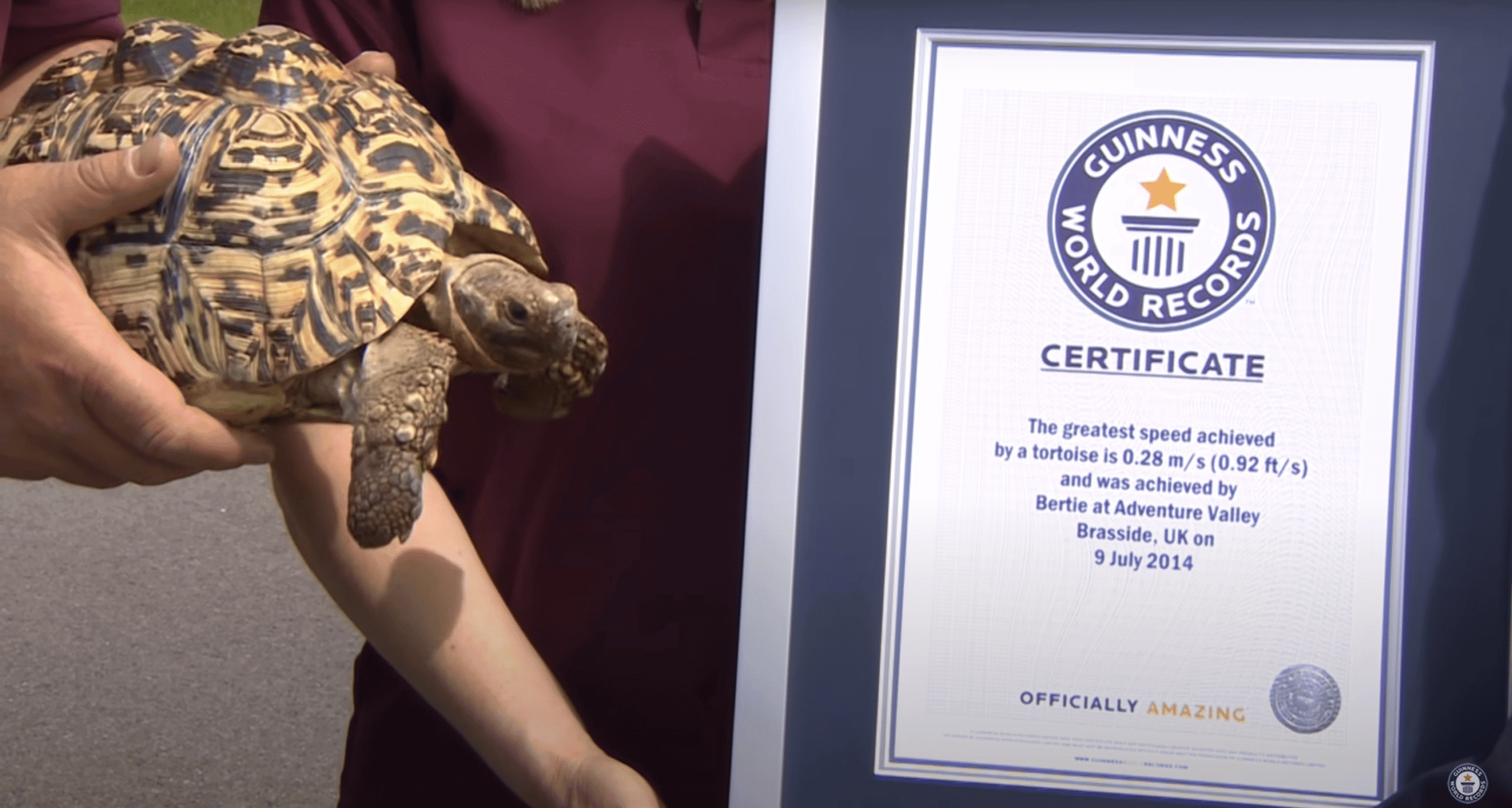 Bertie world fastest tortoise
