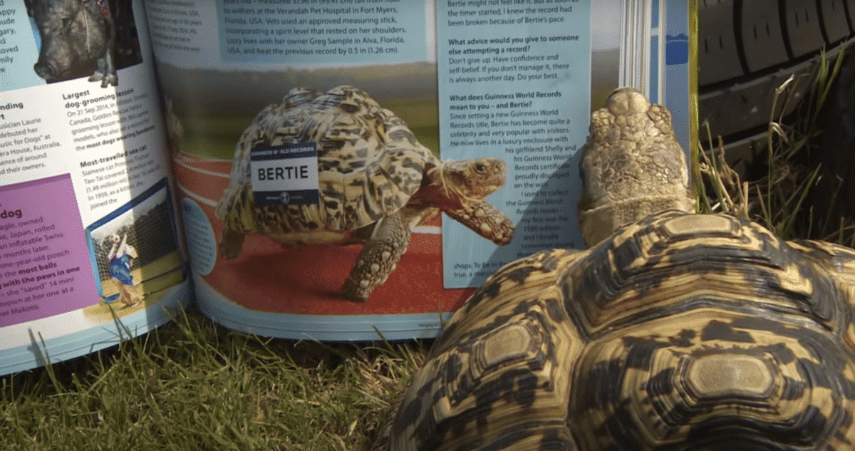 Bertie fastest tortoise