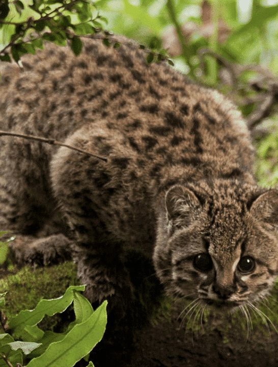 The Kodkod: One of The Rarest and Smallest Wild Cats