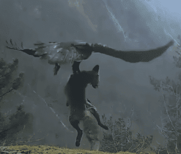 Watch: Golden Eagle Flies With Fox Hitched In It’s Claws