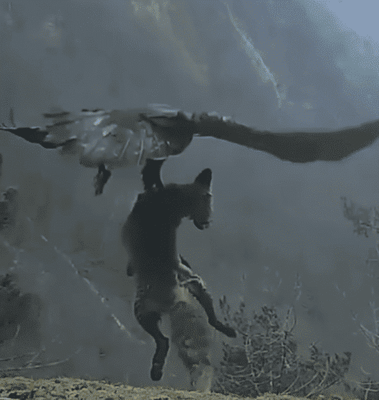 Watch: Golden Eagle Flies While Fox is Hitched Within It’s Claws