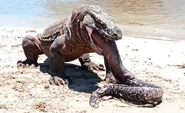 Komodo Dragon electrocuted By Eel